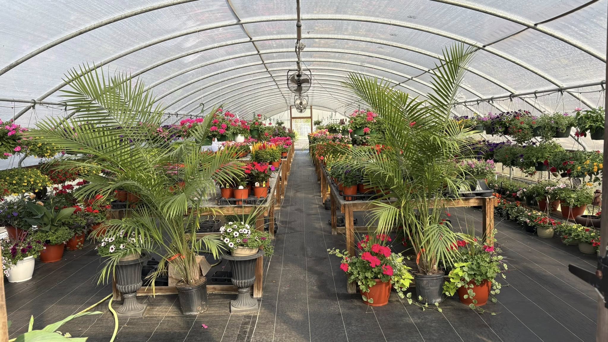 Greenhouse and flowers