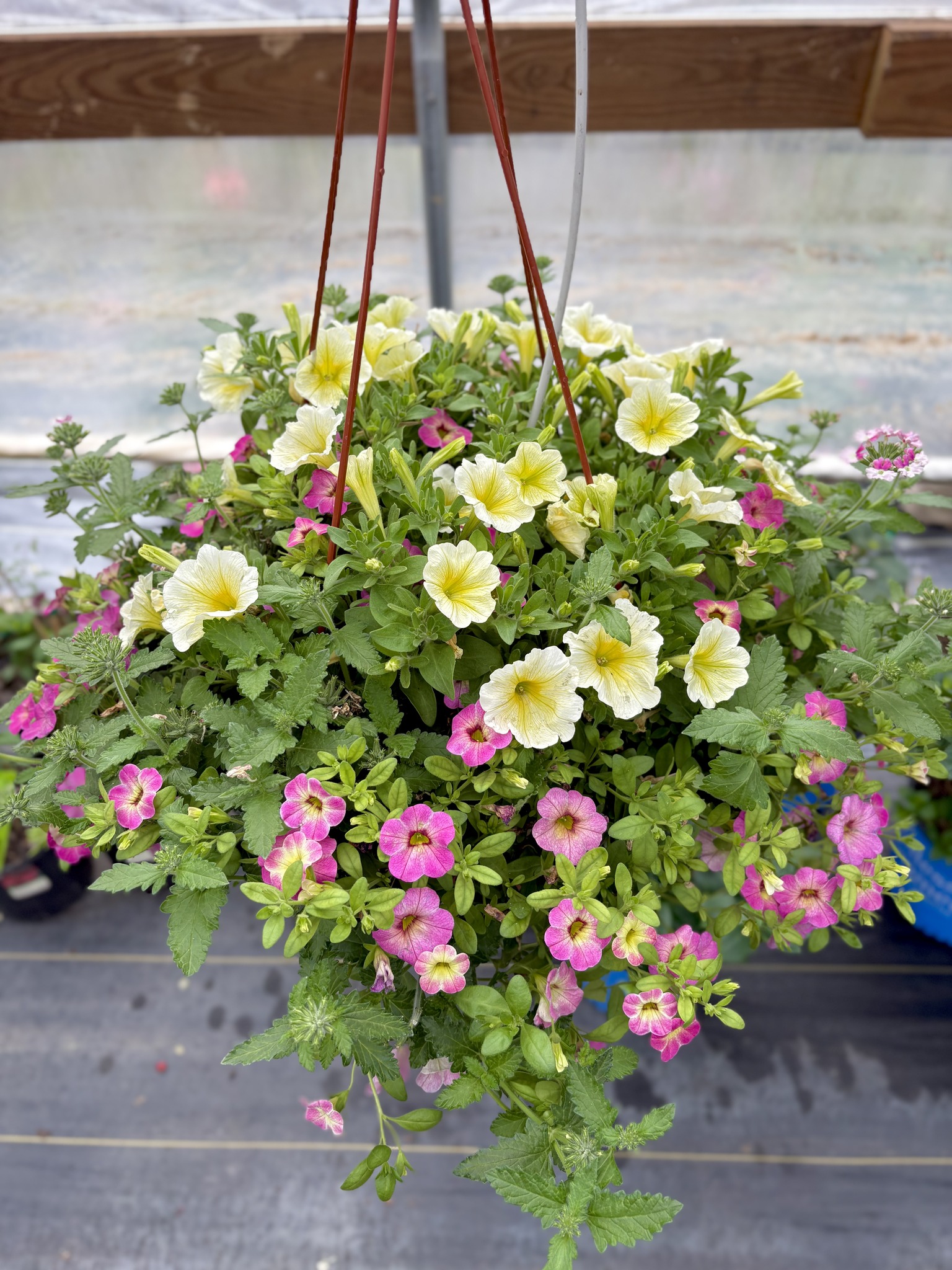 Seasonal Hanging Basket
